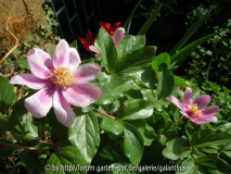 Paeonia morisii 4.4.2011