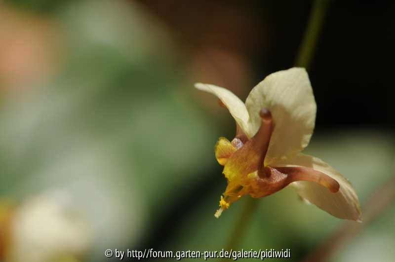 Epimedium acuminatum x pinnatum Blüte