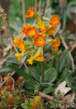 orangefarbenes Primel