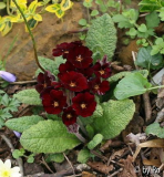 Garnet Cowichan 2011