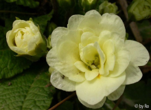Bellarina Creme 11