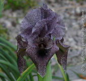 Iris sari x kirkwoodii.jpg