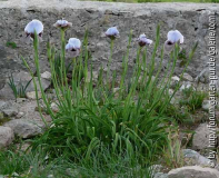 Iris kirkwoodii ssp calcarea - schweden.