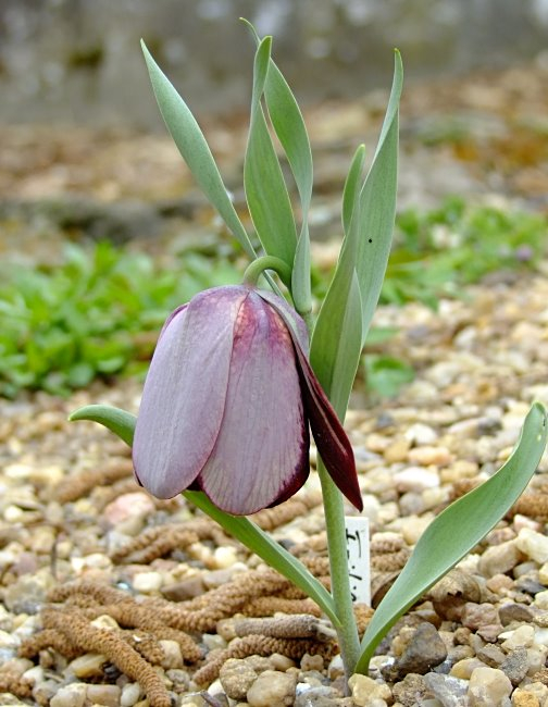 Fritillaria tubiformis