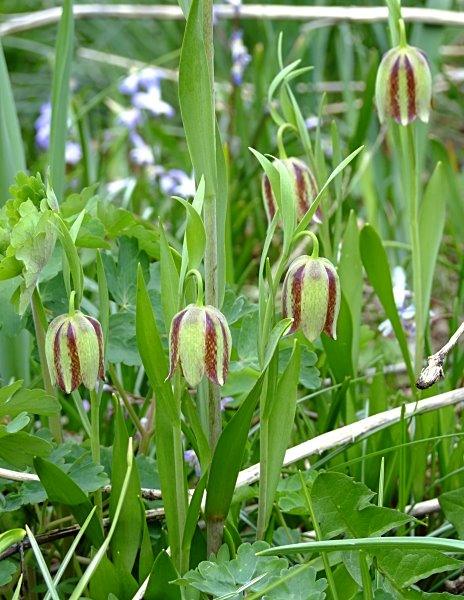 Fritillaria hermonis ssp. amana