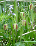 Fritillaria hermonis ssp. amana