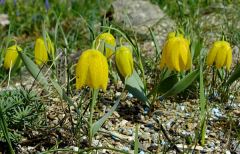 Fritillaria aurea 'Golden Flag'