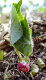 Asarum caulescens
