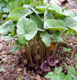 Asarum species2