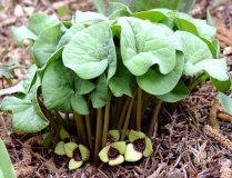Asarum species1