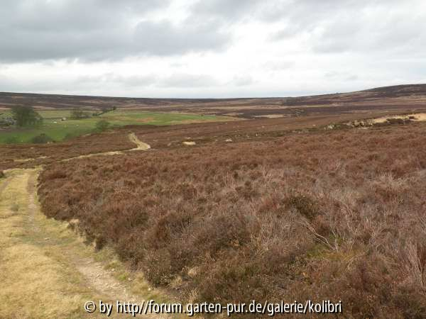 Moors3