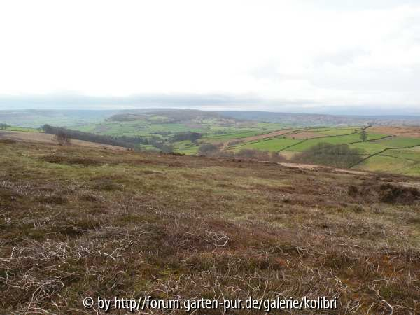 Moors4