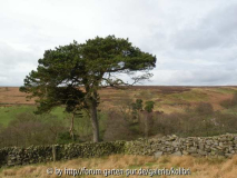 Moors5