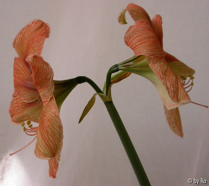 Exotica 2011