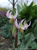 Erythronium revolutum 2011/4