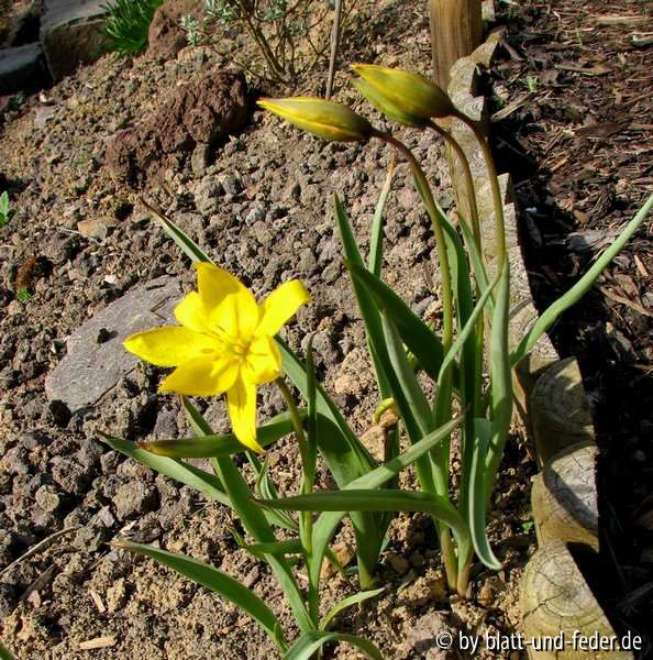 Tulipa sylvestris