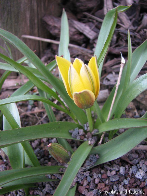 Tulipa spec. geschlossen