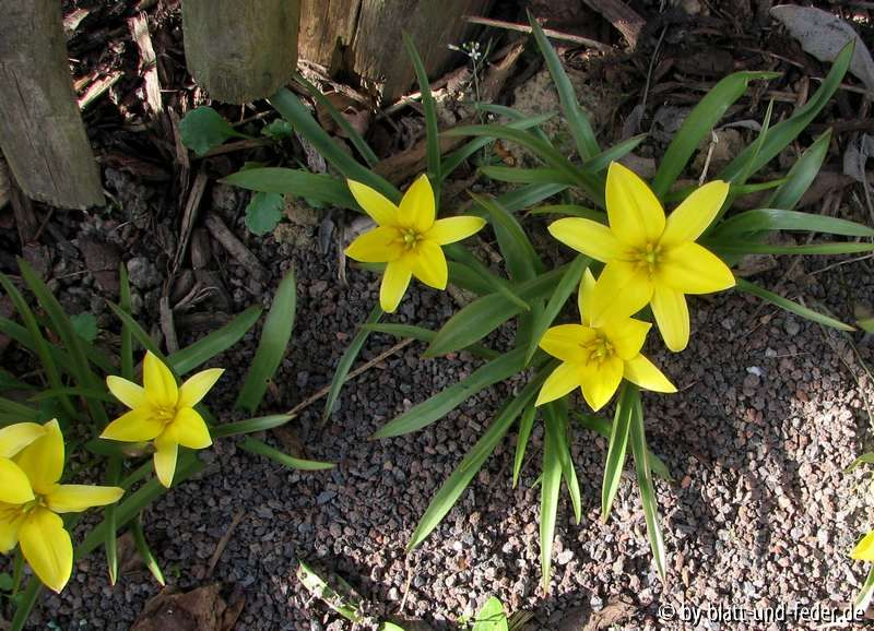Tulipa spec. offen