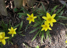 Tulipa spec. offen