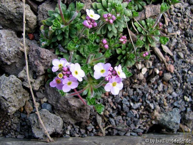 Androsace sempervivoides