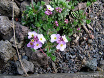 Androsace sempervivoides