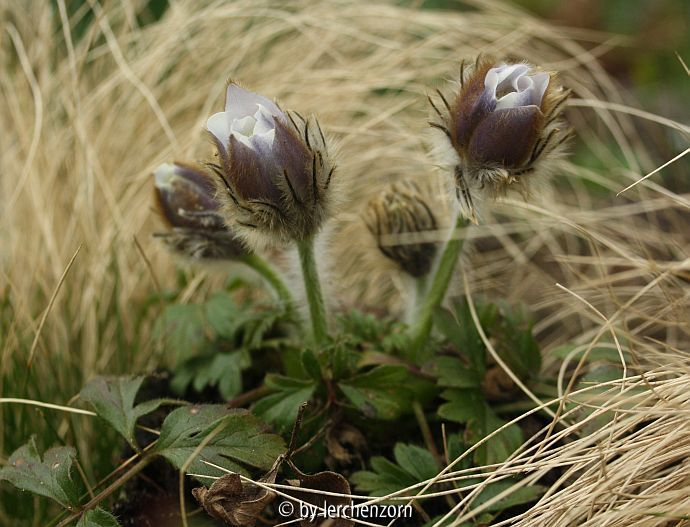 Frühlings-Küchenschelle (Pulsatilla vernalis)