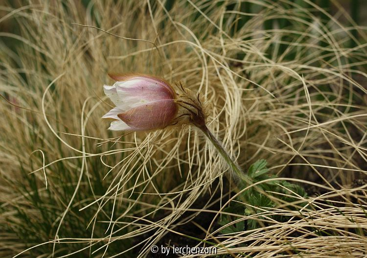 Frühlings-Küchenschelle (Pulsatilla vernalis)