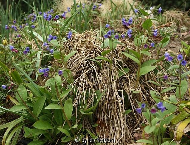 Lungenkraut (Pulmonaria dacica)