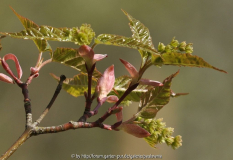 Acer serpentine