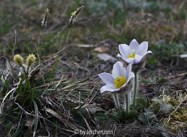 Frühlings-Küchenschelle (Pulsatilla vernalis)