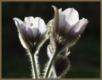 Frühlings-Küchenschelle (Pulsatilla vernalis)