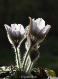Frühlings-Küchenschelle (Pulsatilla vernalis)