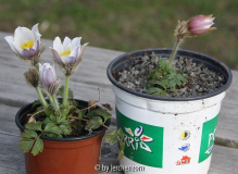Frühlings-Küchenschelle (Pulsatilla vernalis)