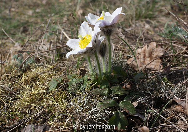 Frühlings-Küchenschelle (Pulsatilla vernalis)