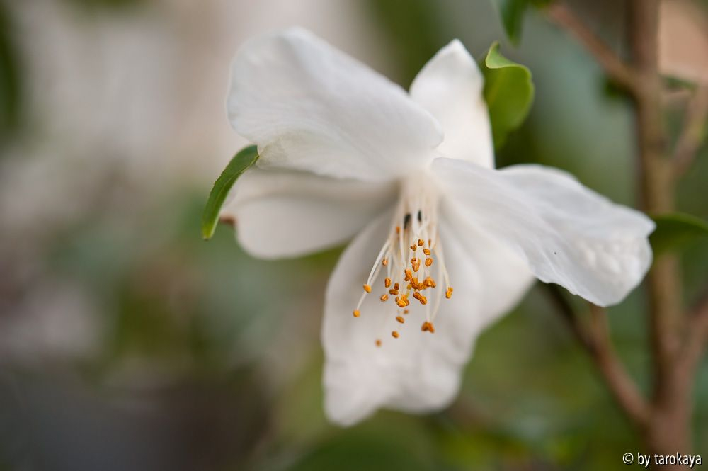 C.euryoides2 4/11