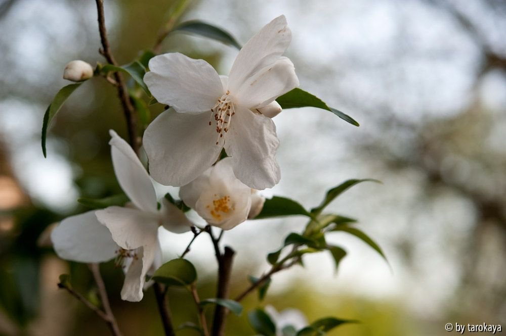 C.euryoides 4/11