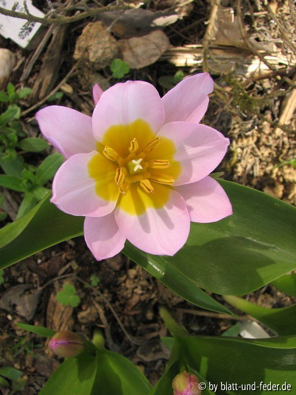 Tulipa bakeri Lilac Wonder