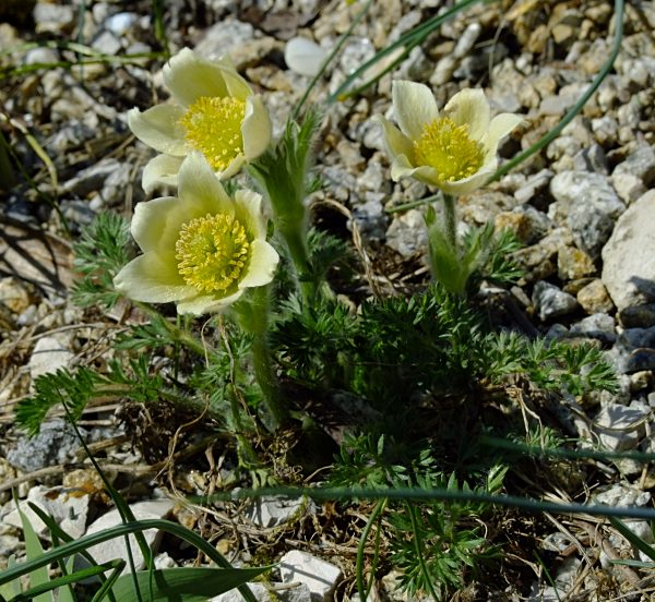 Pulsatilla albana cremegelb
