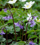 Soldanella montana