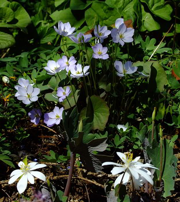 Jeffersonia dubia