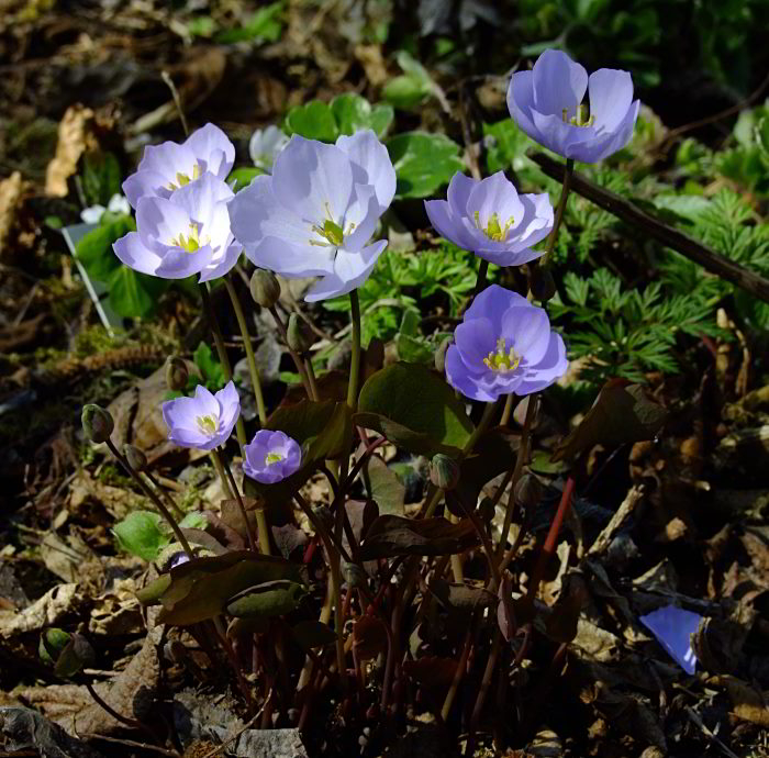 Jeffersonia dubia