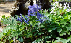 Corydalis linjiangensis