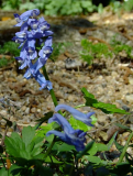 Corydalis species