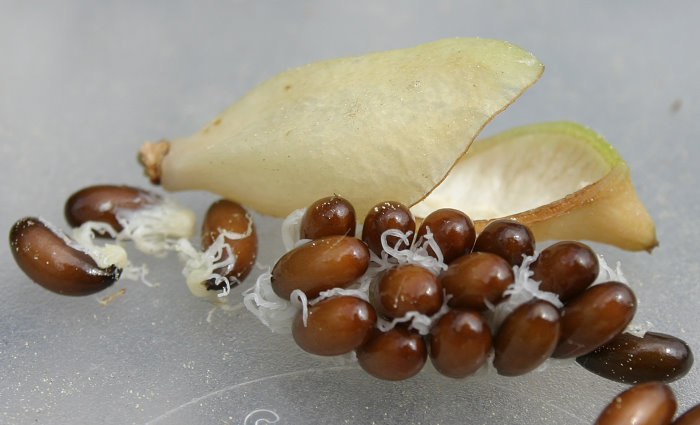 Jeffersonia dubia - Samen
