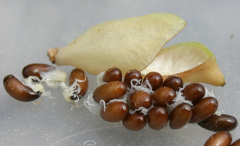 Jeffersonia dubia - Samen