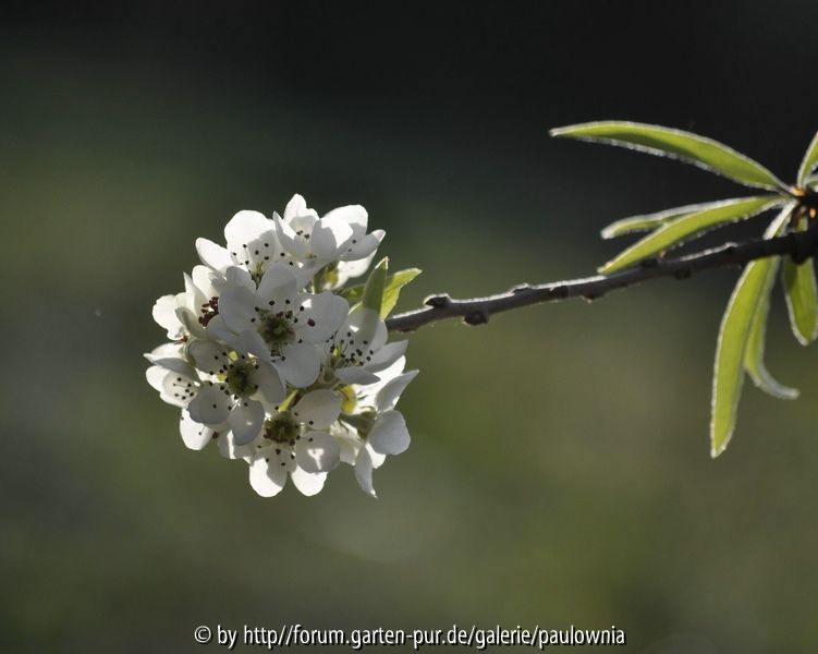 Pyrus 10