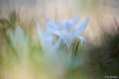wildkrokusse