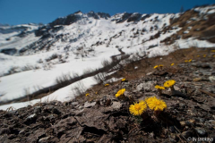 huflattich, valle antigorio