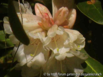 Rh. wasonii
