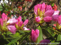 Rh. balfourianum